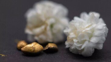 Des scientifiques utilisent des déchets laitiers pour extraire l'or 22 carats des cartes mères et autres déchets électroniques 17 Scientists use dairy waste to extract 22-carat gold from motherboards and other e-waste