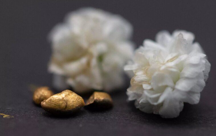 Des scientifiques utilisent des déchets laitiers pour extraire l'or 22 carats des cartes mères et autres déchets électroniques 1 Scientists use dairy waste to extract 22-carat gold from motherboards and other e-waste