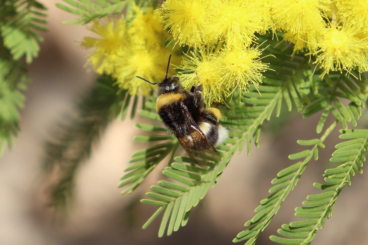 Pourquoi la mimosa offerte le 8 mars n'est pas une vraie Mimosa 3 Immagine