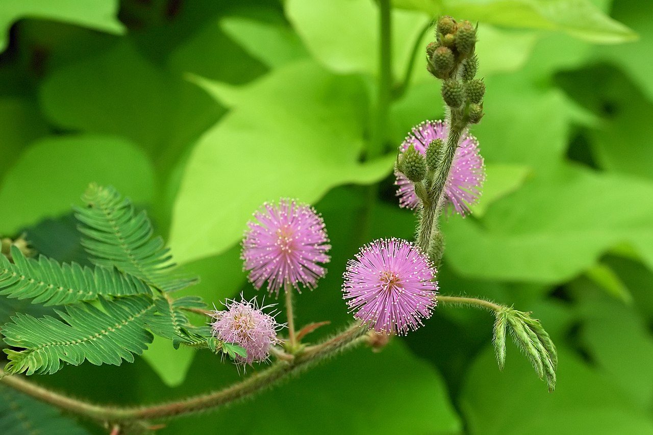 Pourquoi la mimosa offerte le 8 mars n'est pas une vraie Mimosa 4 La sensitiva o non toccarmi, una vera Mimosa
