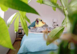 Airbnb bans indoor security cameras from rentals