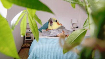 Airbnb interdit les caméras de sécurité intérieures dans les locations 3 Airbnb bans indoor security cameras from rentals