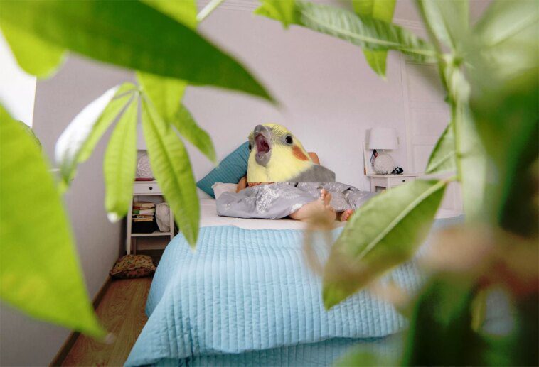 Airbnb interdit les caméras de sécurité intérieures dans les locations 1 Airbnb bans indoor security cameras from rentals