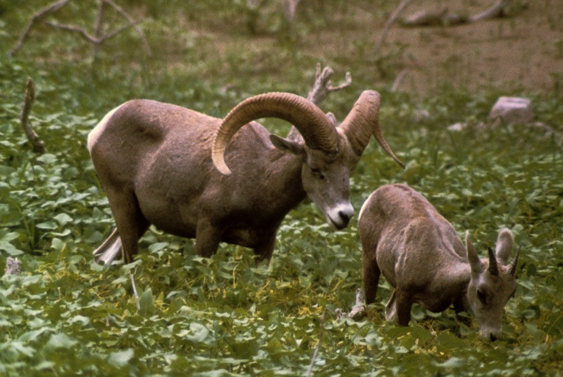 Le scandale des moutons géants hybrides : un réseau de crimes contre la faune sauvage démantelé dans le Montana 4 Un bighorn delle Montagne Rocciose