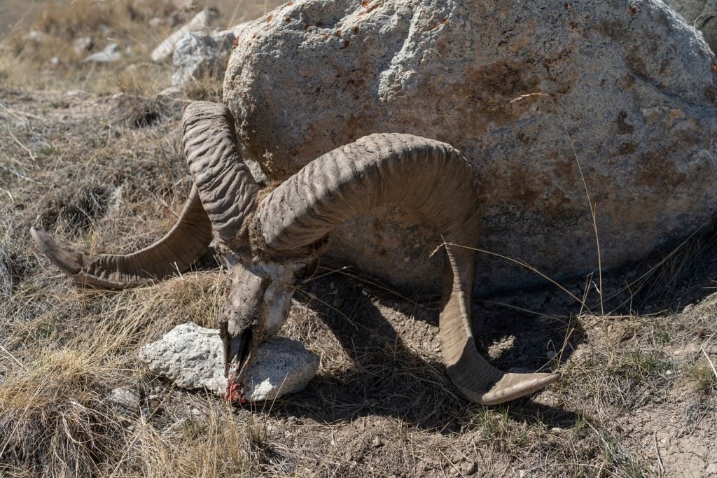 Le scandale des moutons géants hybrides : un réseau de crimes contre la faune sauvage démantelé dans le Montana 5 Le enormi corna dell'argali