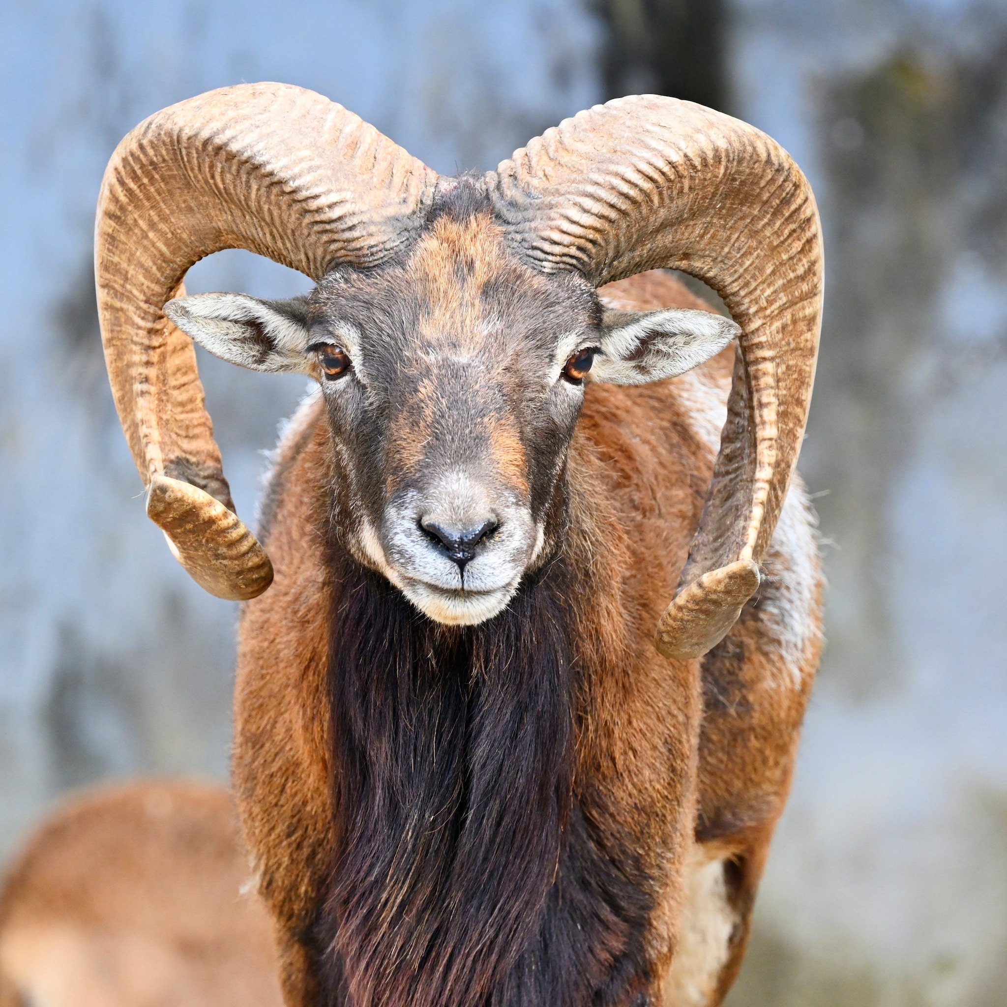 Le scandale des moutons géants hybrides : un réseau de crimes contre la faune sauvage démantelé dans le Montana 3 Un argali