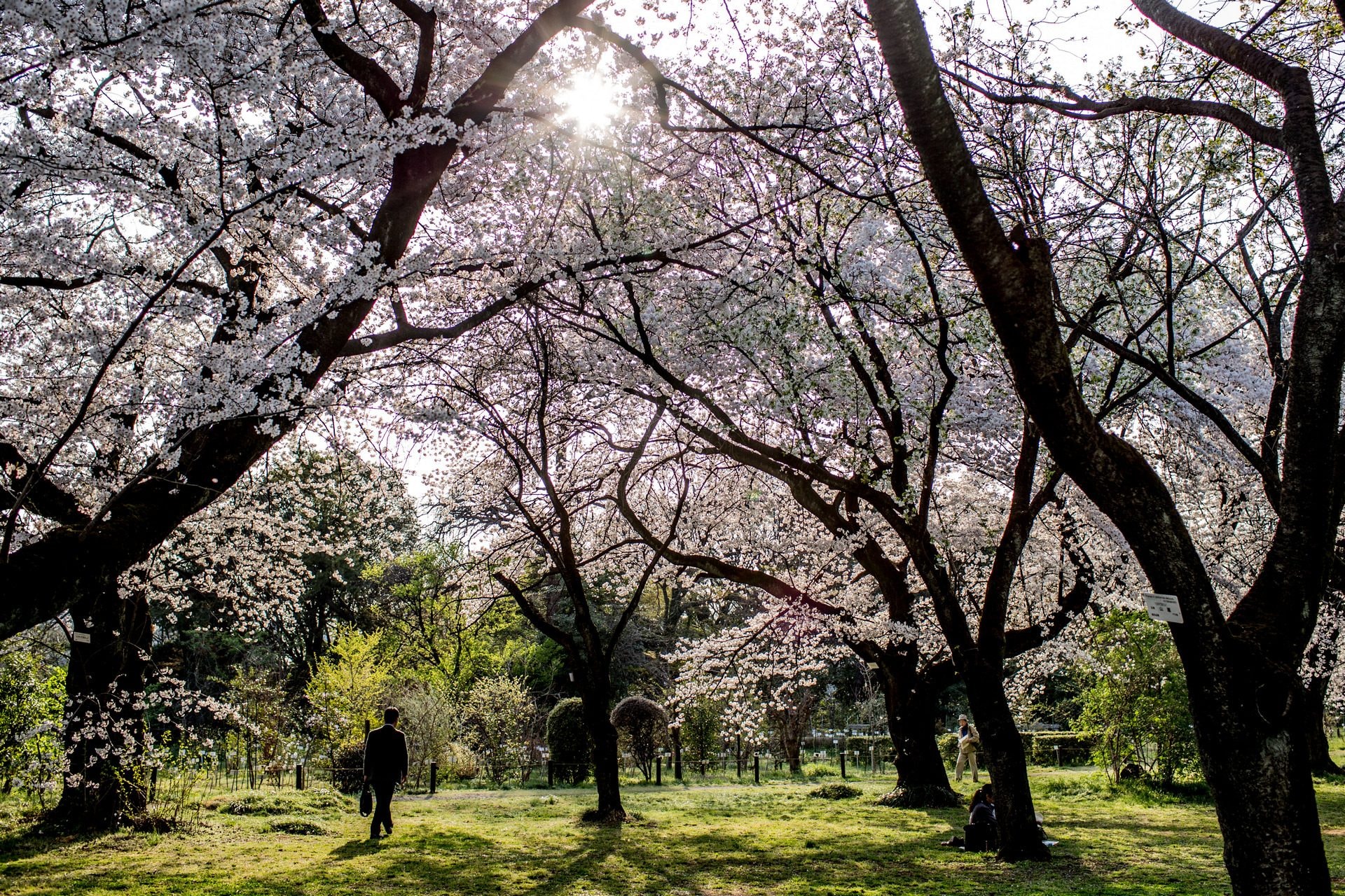 Hanami en avance : pourquoi les cerisiers fleurissent toujours plus tôt 3 Image