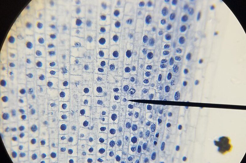 Comment ne pas pleurer en coupant les oignons : les meilleures méthodes selon les experts 3 Structure cellulaire d'un oignon vue au microscope / Crédit : Isisrichardson13, Wikipedia