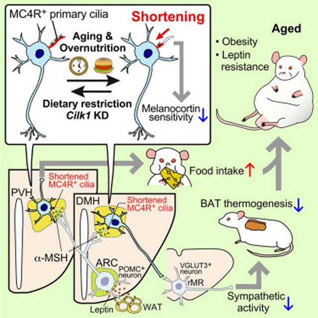 Illustration du mécanisme par lequel le raccourcissement des cils primaires MC4R+ lié à l'âge est associé à l'obésité et à la résistance à la leptine / Crédit : Manami Oya et al., Cell Metabolism 2024