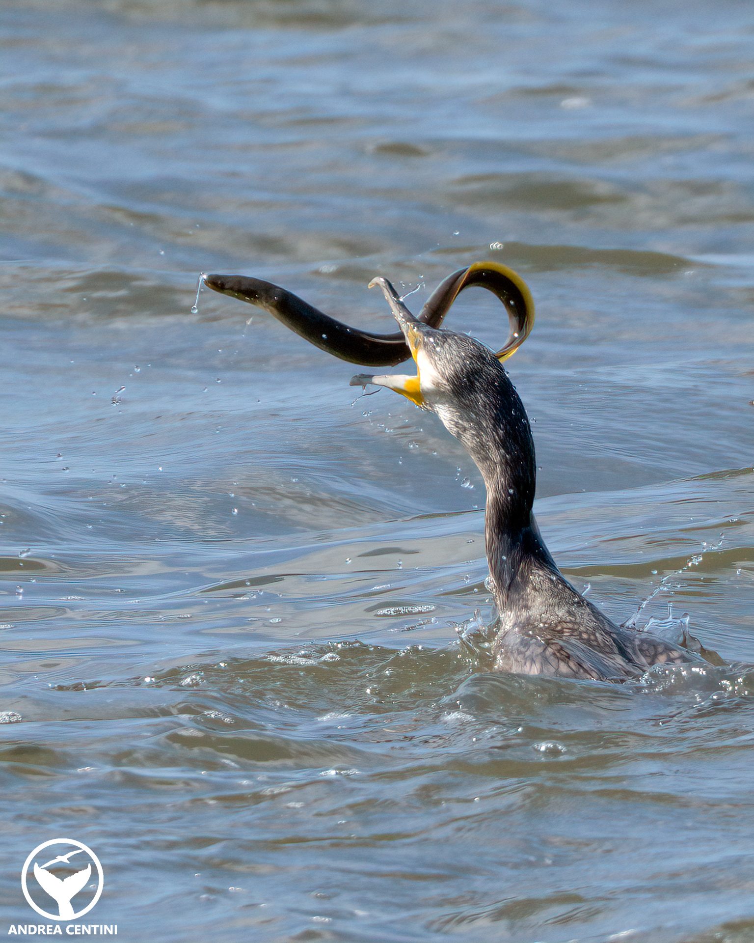 Le cormoran attrape une anguille et entame un combat acharné pour sa survie : images et résultat de la confrontation 3 Le cormoran lance l'anguille en l'air. Crédit: Andrea Centini