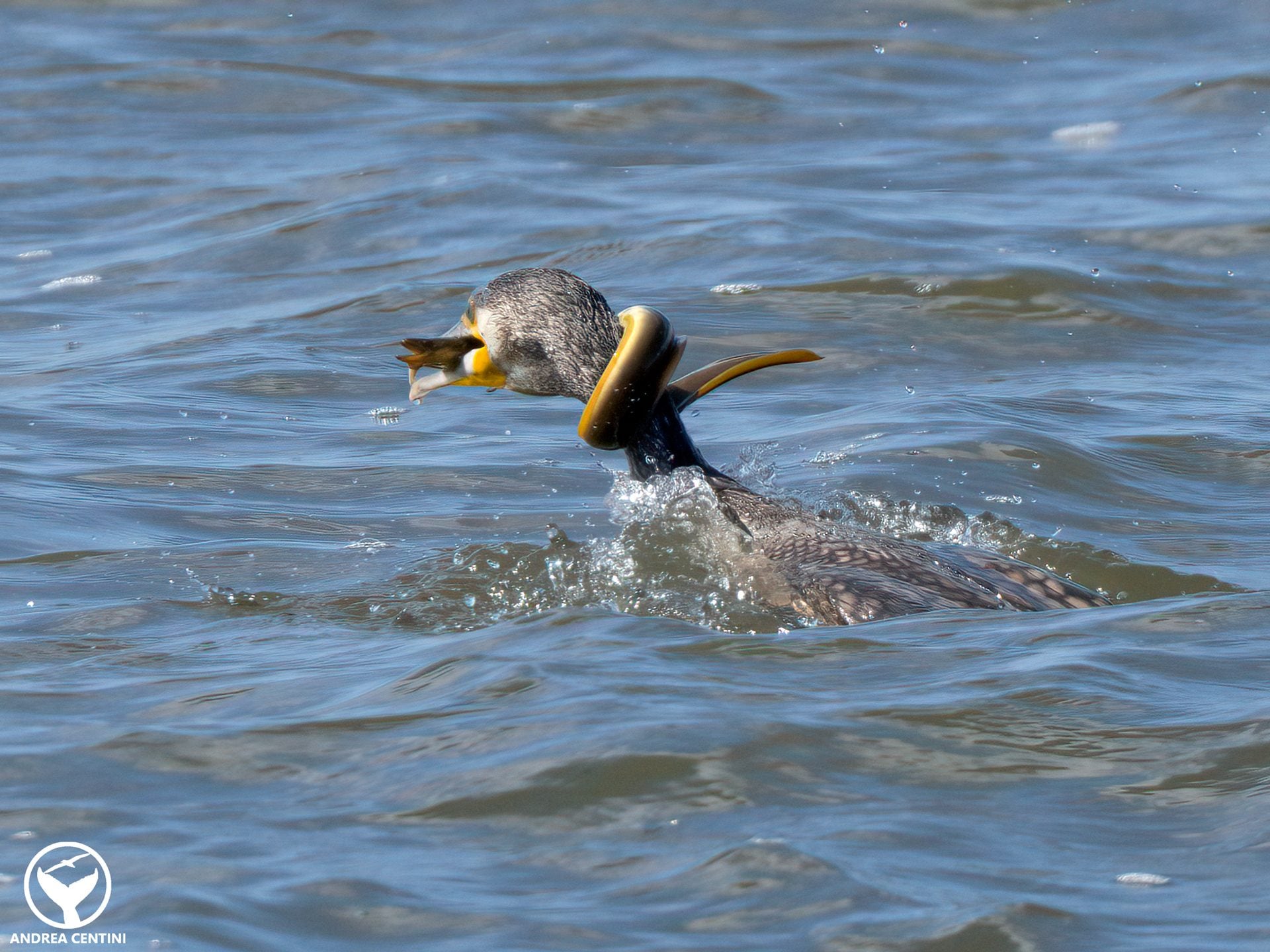 Le cormoran attrape une anguille et entame un combat acharné pour sa survie : images et résultat de la confrontation 4 L'anguille s'enroule autour du cou de l'oiseau. Crédit: Andrea Centini