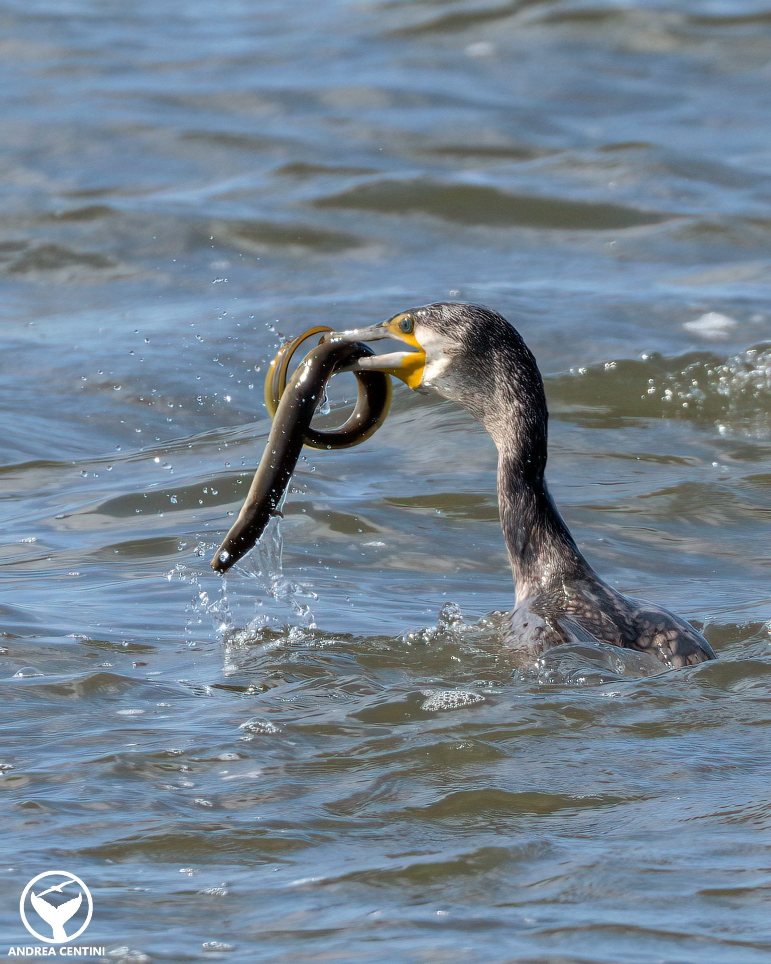 Le cormoran attrape une anguille et entame un combat acharné pour sa survie : images et résultat de la confrontation 5 Crédit: Andrea Centini