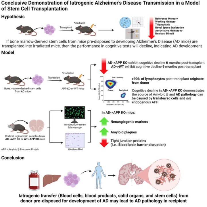 Les transfusions sanguines peuvent-elles propager la maladie d'Alzheimer ? 3 1711843235 944 Les transfusions sanguines peuvent elles propager la maladie dAlzheimer
