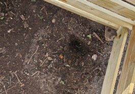 Peu de temps après la construction du compost, nous avons découvert le trou d'une taupe... (Photo : Sven Wernicke)