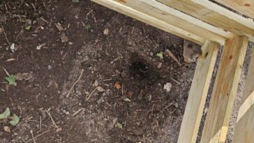 Comment choisir une caméra pour surveiller la faune sauvage ? 26 Peu de temps après la construction du compost, nous avons découvert le trou d'une taupe... (Photo : Sven Wernicke)