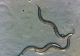 Vermi raccolti nella zona di esclusione di Chernobyl, visti al microscopio. Credit: Sophia Tintori/Università di New York