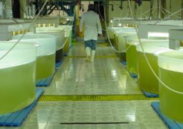 Image de culture d'algues à partir de la chaleur des GPUs pour la production d'énergie