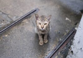 Chat