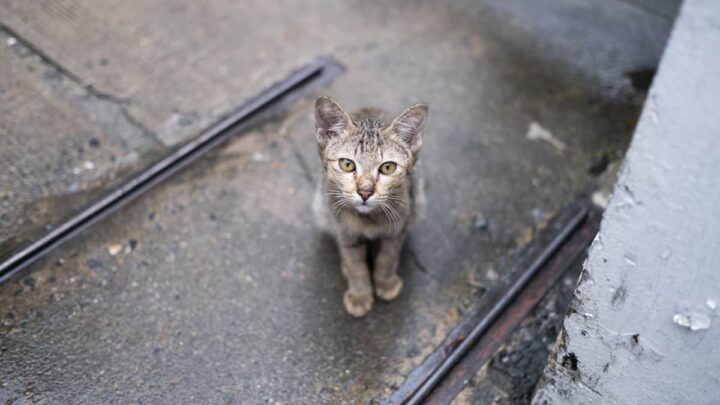 Un chat déclenche les alarmes au Japon après être tombé dans une cuve de produits chimiques 2 Chat