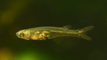 Comment ce poisson de 1 cm parvient-il à émettre des sons aussi forts que ceux d'un avion au décollage : écoutez-le 16 Crédit : Senckenberg/Britz