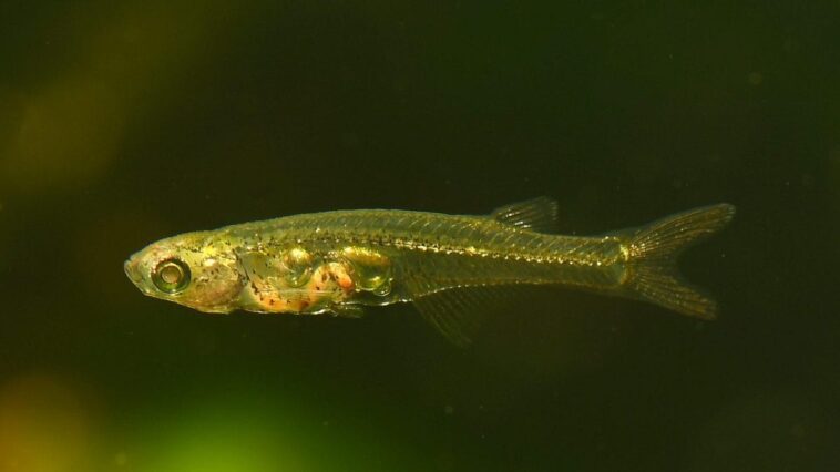 Comment ce poisson de 1 cm parvient-il à émettre des sons aussi forts que ceux d'un avion au décollage : écoutez-le 1 Crédit : Senckenberg/Britz