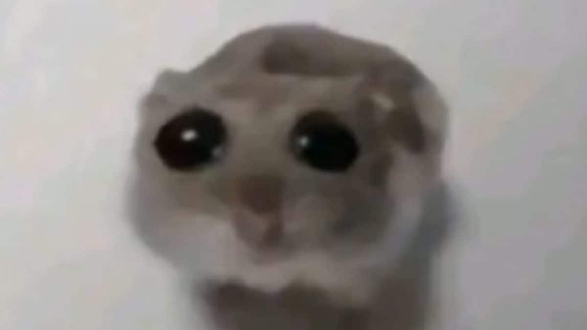 Comment est né le mème hamster triste : qui raconte notre incapacité à être dans le monde 2 Image