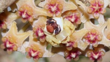 Couple d'araignées unis se "transforme" en fleur : possible cas extraordinaire de mimétisme coopératif 21 Maschio e femmina di un ragno granchio perfettamente mimetizzati tra i fiori. Credit: Shi-Mao Wu / Frontiers in Ecology and the Environment