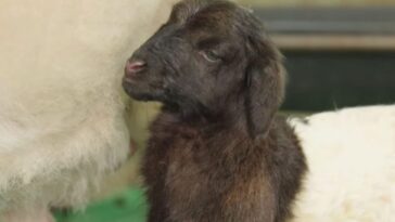 Deux moutons tibétains clonés pour la première fois en Chine : utilisation de la technique de Dolly 5 Une des deux brebis tibétaines clonées en Chine / Crédit : CCTV