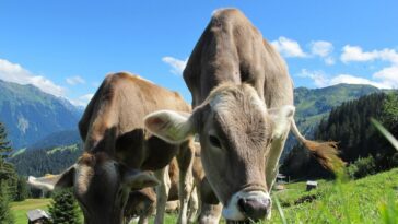 Diabète, Vache transgénique créée pour produire du lait avec de l'insuline humaine 4 Immagine