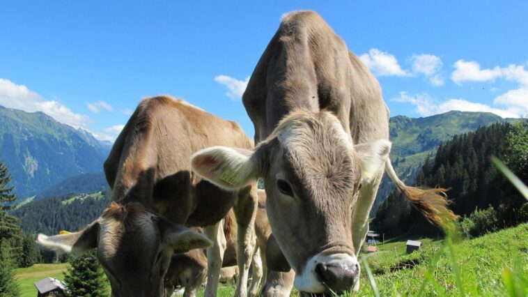 Diabète, Vache transgénique créée pour produire du lait avec de l'insuline humaine 1 Immagine