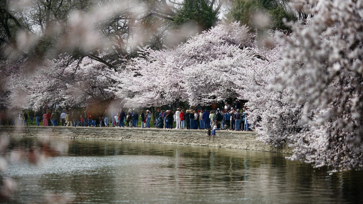 Hanami en avance : pourquoi les cerisiers fleurissent toujours plus tôt 2 Image