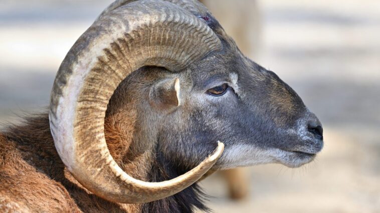 Le scandale des moutons géants hybrides : un réseau de crimes contre la faune sauvage démantelé dans le Montana 1 Un meraviglioso esemplare di argali