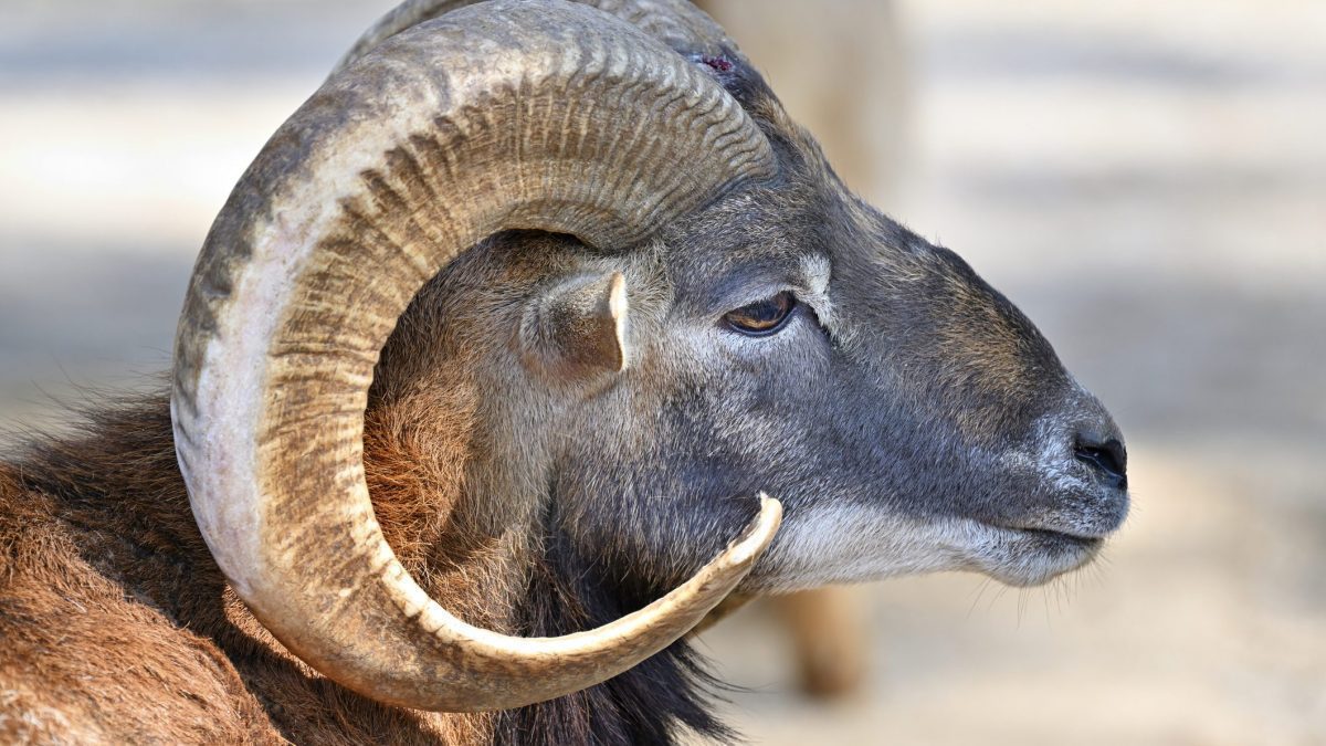 Le scandale des moutons géants hybrides : un réseau de crimes contre la faune sauvage démantelé dans le Montana 2 Un meraviglioso esemplare di argali
