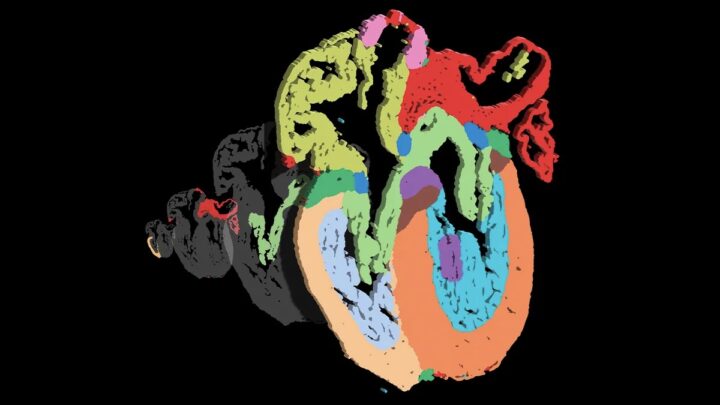 Des scientifiques japonais créent un système capable de rétablir la circulation sanguine en trois minutes 4 Inedit cartographie spatiale du coeur humain devoilee