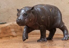 ATTICA ZOOLOGICAL PARK | Una foto del cucciolo nato a fine febbraio 2019