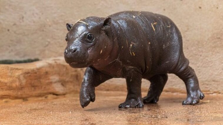 La naissance d'un bébé hippopotame nain ravive les espoirs : la vidéo des premiers jours 1 ATTICA ZOOLOGICAL PARK | Una foto del cucciolo nato a fine febbraio 2019