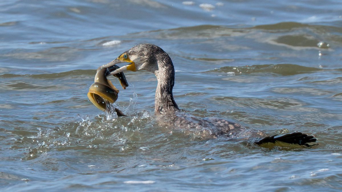 Le cormoran attrape une anguille et entame un combat acharné pour sa survie : images et résultat de la confrontation 2 Le cormoran avec l'anguille récemment capturée. Crédit: Andrea Centini