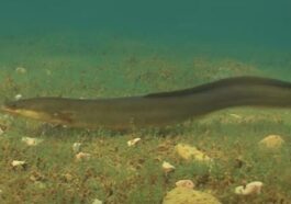 Un esemplare di anguilla europea. Credit: Underwater Ireland / Screenshot Youtube