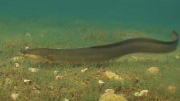Le merveilleux mystère des anguilles : elles se reproduisent dans un seul endroit au monde, une mer dans l'océan 26 Un esemplare di anguilla europea. Credit: Underwater Ireland / Screenshot Youtube