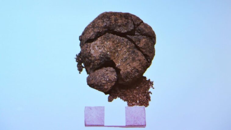 Le "pain le plus ancien du monde" découvert en Turquie : c'est un petit pain non cuit de 8 600 ans 1 Le plus ancien pain du monde. Crédit : Université Necmettin Erbakan