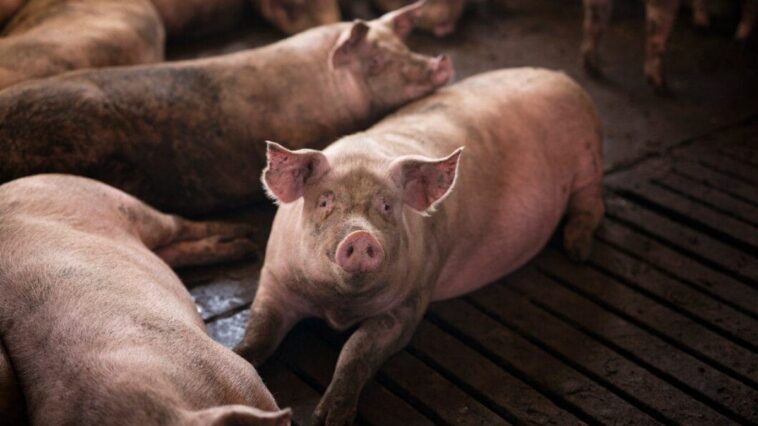 Le prochain porc que vous mangerez pourrait être génétiquement modifié: ce que dit l'étude 1 Image