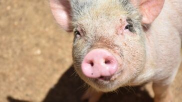 Les hommes infectent les animaux plus souvent que ceux-ci ne le font avec nous : que dit l'étude 22 Immagine