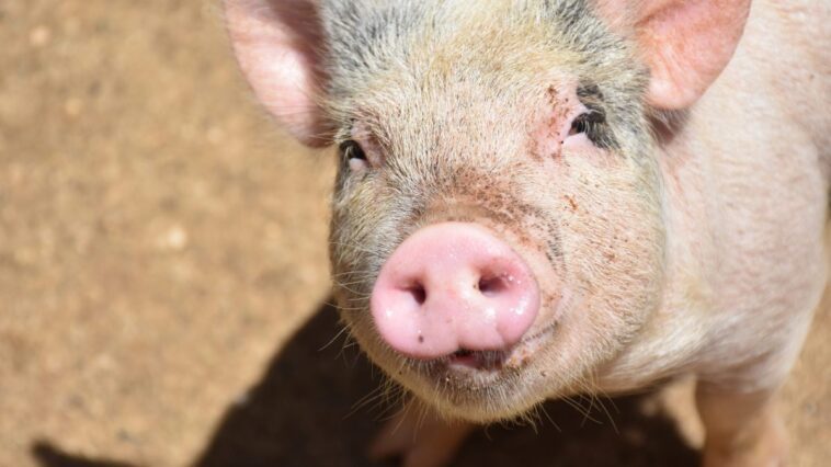 Les hommes infectent les animaux plus souvent que ceux-ci ne le font avec nous : que dit l'étude 1 Immagine