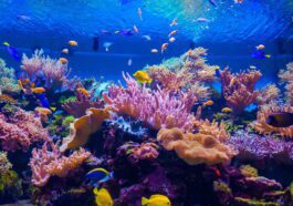 Damaged coral reefs can be saved with enticing underwater soundscape, study suggests
