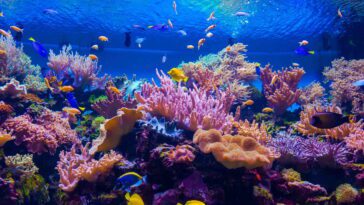 Les récifs coralliens endommagés peuvent être sauvés grâce à un paysage sonore sous-marin attrayant, suggère une étude 28 Damaged coral reefs can be saved with enticing underwater soundscape, study suggests