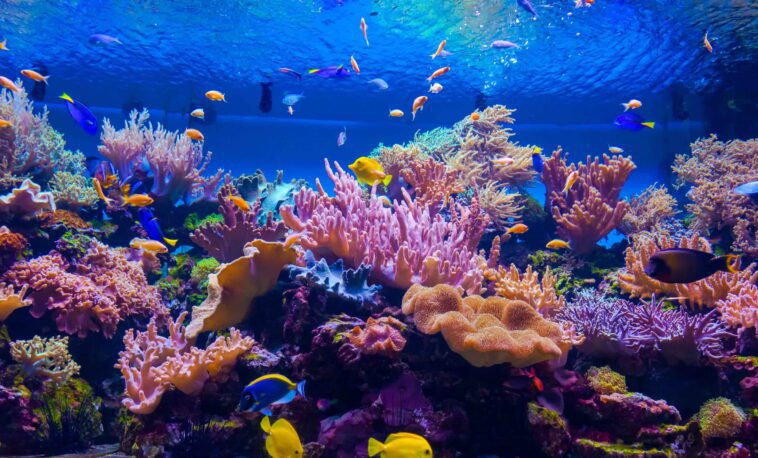 Les récifs coralliens endommagés peuvent être sauvés grâce à un paysage sonore sous-marin attrayant, suggère une étude 1 Damaged coral reefs can be saved with enticing underwater soundscape, study suggests