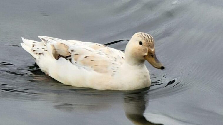 Magnifique cygne blanc royal repéré sur le lac de Garde : les images 1 La cane sauvage blanche. Crédit: Daniela Rubino