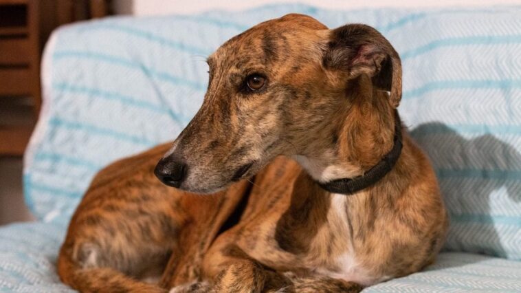 Mystérieuse « maladie carnivore » émergente frappant les chiens : qu'est-ce que l'Alabama Rot 1 Image