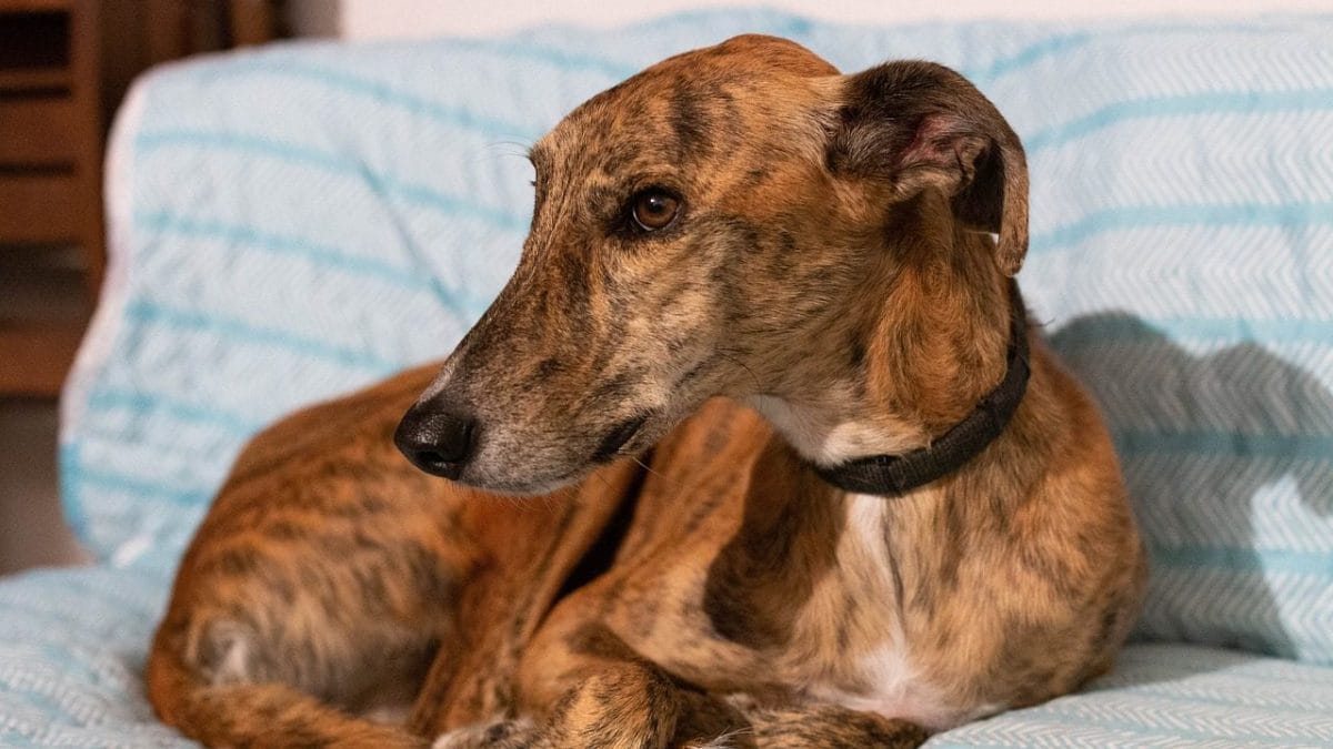 Mystérieuse « maladie carnivore » émergente frappant les chiens : qu'est-ce que l'Alabama Rot 2 Image
