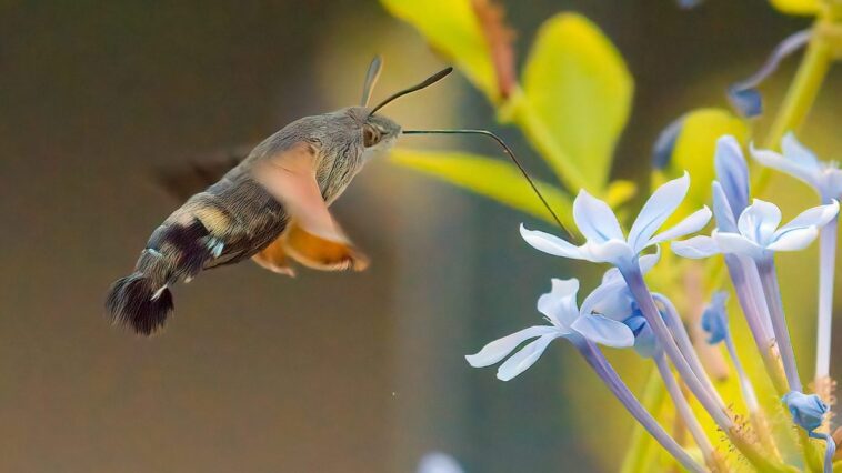 Non, tu n'as pas de colibri dans ton jardin : c'est le sphinx du galium 1 Sfinge del galio. Crédit : Andrea Centini